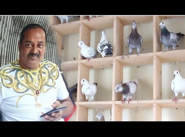 ডিপজলের খামারে ৫ লাখ টাকার কবুতর, আছে হাজারও পশু-পাখি