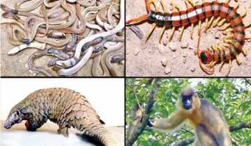 করোনা ভাইরাস সন্দেহে বন্যপ্রাণী খাওয়া বন্ধ করল চীন