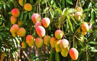  ১৫ মে বাজারে আসবে রাজশাহীর আম 