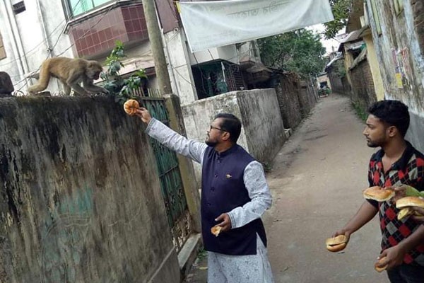 ধামরাইয়ে ক্ষুধার্ত বানরদের বাঁচিয়ে রাখার চেষ্টা পৌরসভা কর্তৃপক্ষের