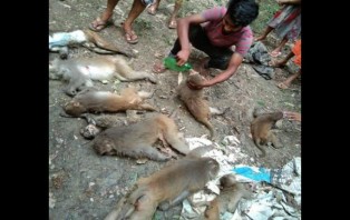 বানর হত্যার অভিযোগে দেবর-ভাবি আটক