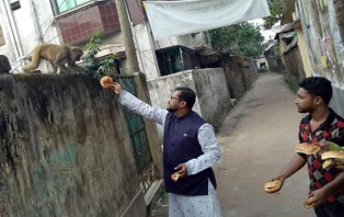 ধামরাইয়ে ক্ষুধার্ত বানরদের বাঁচিয়ে রাখার চেষ্টা পৌরসভা কর্তৃপক্ষের