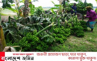 সদরপুরে কলার বাম্পার ফলন হলেও কলার দাম পাচ্ছে না চাষিরা