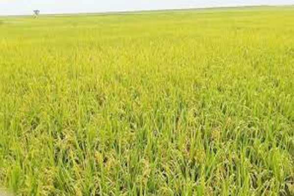 কোটালীপাড়ায় প্রান্তিক কৃষকদের ধান কাটা দিচ্ছেন ছাত্রলীগ  