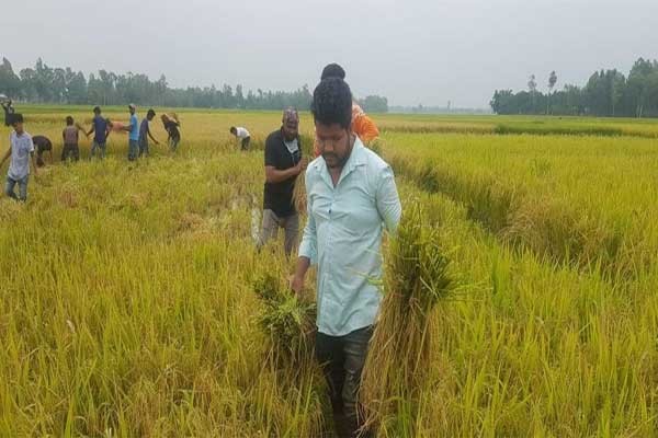 বিরামপুরে করোনা আক্রান্ত ব্যক্তির জমির ধান কেটে দিল ছাত্রলীগ
