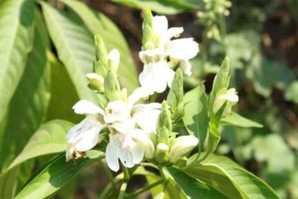 পাইরিয়া রোগ থেকে সমাধান বাসক পাতার রস