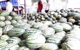কোটালীপড়ায় বাঙ্গি-তরমুজের বাম্পার ফলনে কৃষকের মুখে হাসি