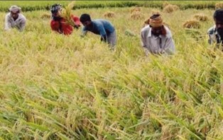 ডিমলায় ঝড় বৃষ্টিতে ফলসহ ফসলের ক্ষতি 