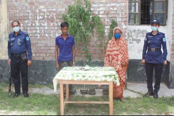 সালথায় গাঁজার গাছসহ দুই স্থান থেকে ২জনকে আটক