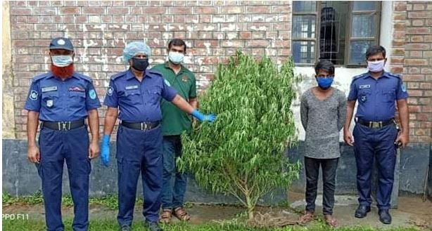 সালথায় গাঁজার গাছসহ এক যুবক আটক
