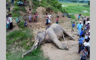 ”৯ মাসে ১২ বন্যহাতি হত্যা”, দ্রুত পদক্ষেপ নেয়ার তাগিদ