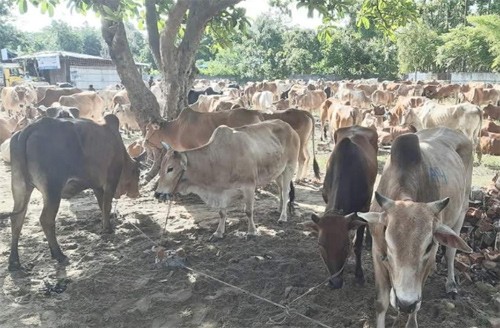 মিয়ানমার থেকে আসছে গবাদিপশু