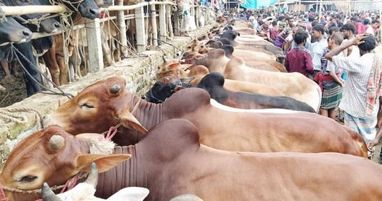 ঢাকা দক্ষিণে আরও ছয়টি কোরবানির পশুর হাট বসছে