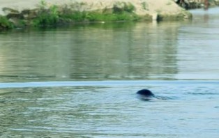 ফুলবাড়ীতে পুকুরে ডুবে দুই শিশুর মৃত্যু