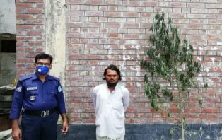 সালথায় গাঁজার গাছসহ আটক ১