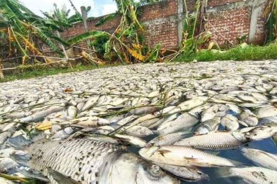 মাছের সাথে শত্রুতা! বিষ প্রয়োগে ৫ কোটি টাকার মাছ নিধন