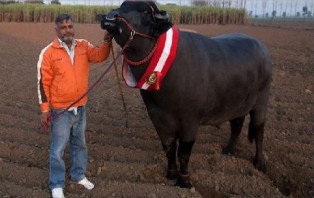 ষাঁড়ের বীর্যের দাম আড়াই লাখ টাকা