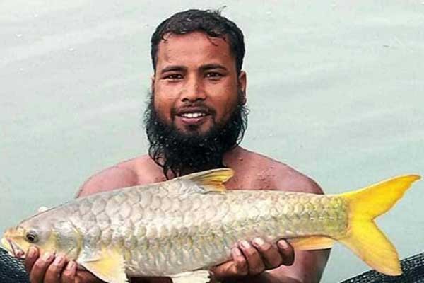বিলুপ্তপ্রায় মহাশোল ফিরিয়ে আনার প্রত্যাশা মৎস্য গবেষণা ইনস্টিটিউটের