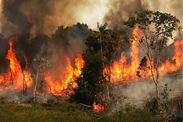 এবার আরো ভয়াবহভাবে পুড়ছে 'পৃথিবীর ফুসফুস'