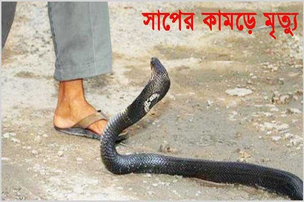 সালথায় সাপের কামড়ে কলেজছাত্রের মৃত্যু