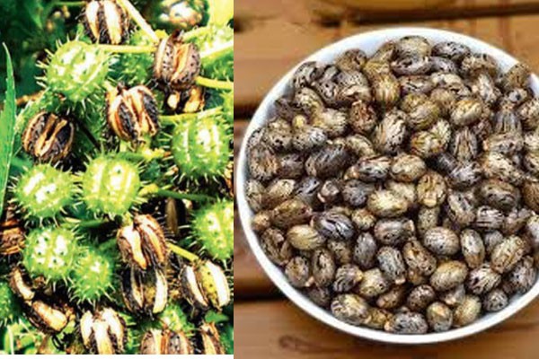 মারাত্মক ‘রাইসিন বিষ’ বাংলাদেশে যে নামে পরিচিত
