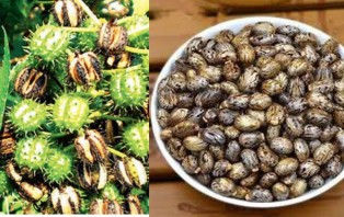মারাত্মক ‘রাইসিন বিষ’ বাংলাদেশে যে নামে পরিচিত