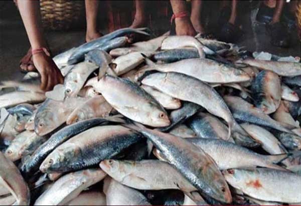 ইলিশ উন্নয়নে ২৪৬ কোটি টাকার প্রকল্প অনুমোদন