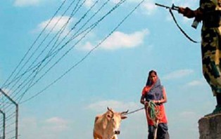বাংলাদেশ-ভারত সীমান্তে গরু হয়ে যায় বাছুর! ঘুষ কেলেংকারিতে বিএসএফ
