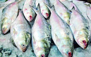 দুর্গাপূজায় ১১ দিনে ভারত গেল ৫০৩ মেট্রিক টন ইলিশ