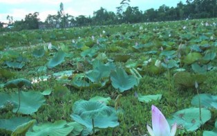 গোপালগঞ্জ বলাকইড় পদ্মবিল হতে পারে সম্ভাবনাময় পর্যটন এলাকা