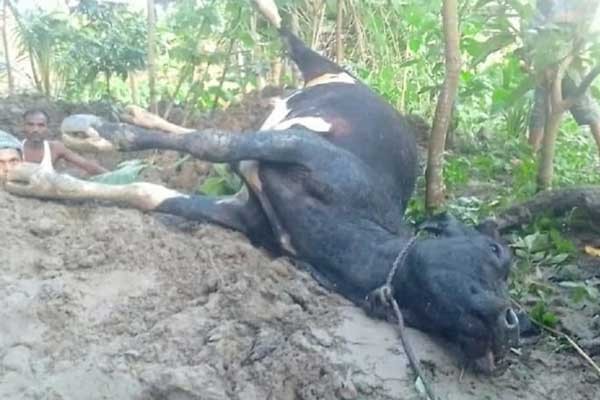 শিবচরে দুটি গবাদি পশুকে বিষ খাইয়ে হত্যার অভিযোগ
