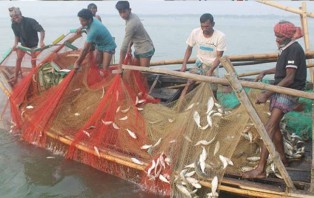 আজ থেকে ২২ দিন ইলিশ ধরা-বিক্রি নিষিদ্ধ