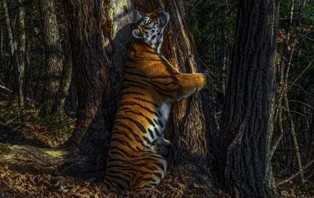 ১০ মাসের চেষ্টায় উঠল বিশ্বসেরা ছবি