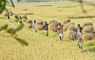 সরাসরি কৃষকের কাছ থেকে আমন ধান সংগ্রহ করবে সরকার