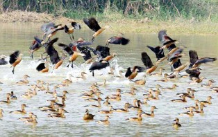 চুনারুঘাটে অতিথি পাখি শিকারিরা তৎপর
