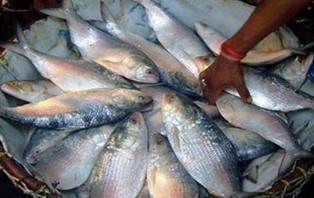 মা ইলিশ রক্ষায় ১৯ হাজার অভিযান পরিচালনা