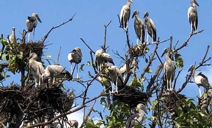 পাখির জন্য ৩ লাখ টাকা বাসা ভাড়া দিল সরকার 