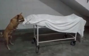হাসপাতালে রাখা মরদেহ খাওয়ার চেষ্টা করছে কুকুর
