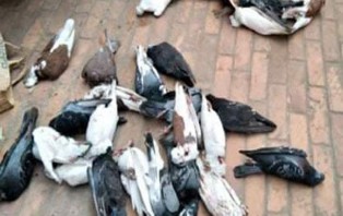 বীজের বিষে ১৯৩ কবুতরের মৃত্যু