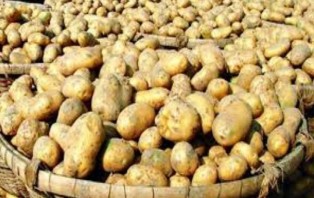 নতুন আলু কুড়িগ্রামের বাজারে