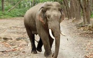 এবার বুনো হাতির বিরুদ্ধে থানায় জিডি