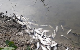 পুকুরে বিষ দিয়ে মাছ নিধন করল দুর্বৃত্তরা 