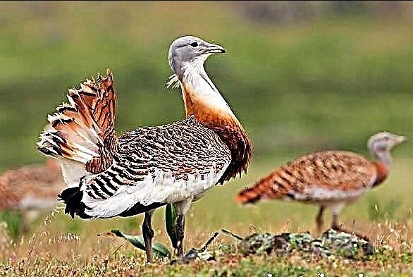 পাকিস্তানের পাখি কূটনীতি!