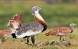 পাকিস্তানের পাখি কূটনীতি!