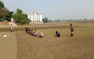 চলতি মৌসুমে ১২ হাজার হেক্টর জমিতে পিঁয়াজের আবাদ হয়েছে