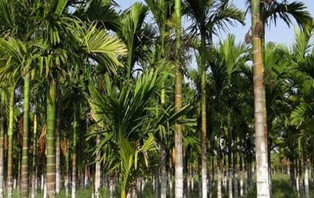  সুপারি বাগান থেকে মাদ্রাসা শিক্ষকের লাশ উদ্ধার