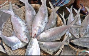 রাত ১২টা থেকে ২ মাস ইলিশ ধরা নিষিদ্ধ