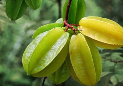 কামরাঙার সুস্বাদু আচার রেসিপি