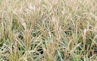 বৃষ্টিহীন ঝড়ের গাইবান্ধায় ধানের ফসলের ব্যাপক ক্ষয়ক্ষতি