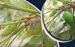 লিচু গাছে আমটি আঠা দিয়ে লাগানো হয়েছিল!